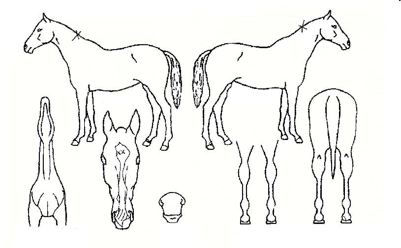 ¹ÙÁ¶´ÐÀÚ¸¶ÀÇ Ãø¸é,¿ì¸é,µÞ¸é,µÎ»ó,´Ù¸®ÀÇ Æ¯Â¡µµÇØ