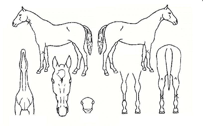 ÇØµ¿¿ÕÀÚÀÇ Ãø¸é,¿ì¸é,µÞ¸é,µÎ»ó,´Ù¸®ÀÇ Æ¯Â¡µµÇØ