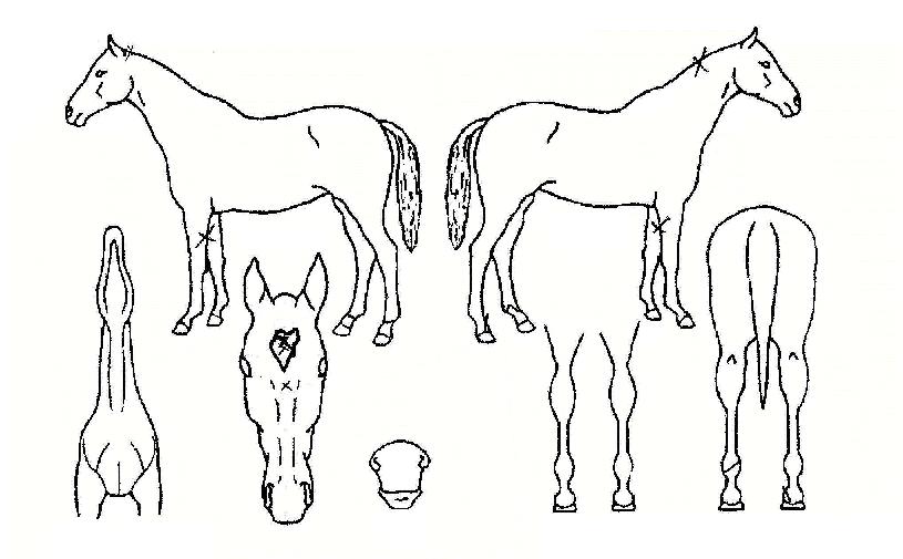 ¿Í·æÀåÀÚÀÇ Ãø¸é,¿ì¸é,µÞ¸é,µÎ»ó,´Ù¸®ÀÇ Æ¯Â¡µµÇØ