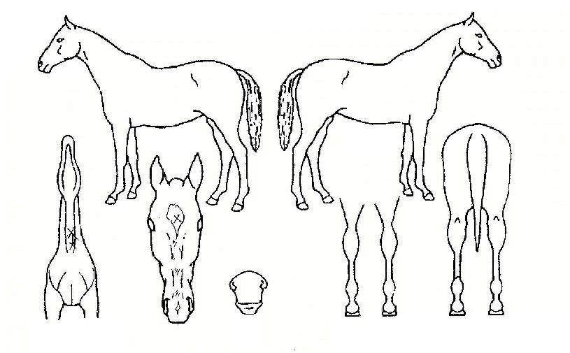 Èõ»ç¶ûÀÇ Ãø¸é,¿ì¸é,µÞ¸é,µÎ»ó,´Ù¸®ÀÇ Æ¯Â¡µµÇØ