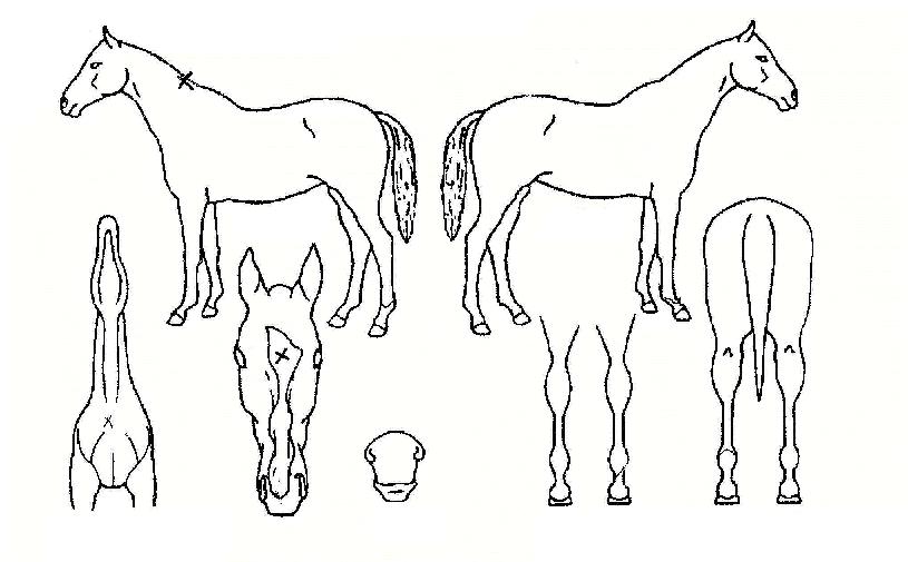 ½ºÄÚ¾îÄýÀÇ Ãø¸é,¿ì¸é,µÞ¸é,µÎ»ó,´Ù¸®ÀÇ Æ¯Â¡µµÇØ