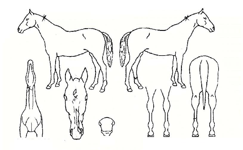 ¹öÁö´Ï¾ÆÀÇ Ãø¸é,¿ì¸é,µÞ¸é,µÎ»ó,´Ù¸®ÀÇ Æ¯Â¡µµÇØ