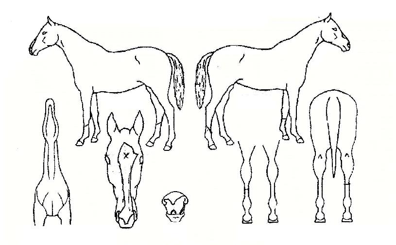 õÇϹ¦¼öÀÇ Ãø¸é,¿ì¸é,µÞ¸é,µÎ»ó,´Ù¸®ÀÇ Æ¯Â¡µµÇØ