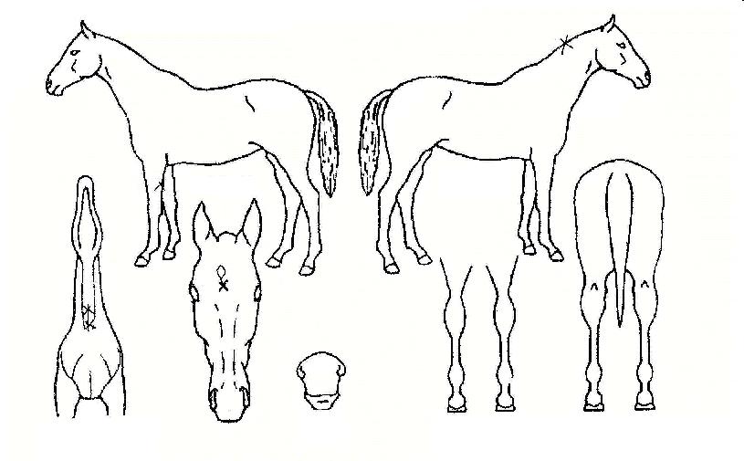 ÀÎÅÙ¼ÇÀÇ Ãø¸é,¿ì¸é,µÞ¸é,µÎ»ó,´Ù¸®ÀÇ Æ¯Â¡µµÇØ