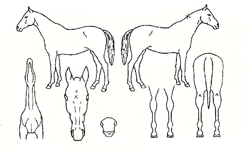 ½ÅÈï¸í¹®ÀÇ Ãø¸é,¿ì¸é,µÞ¸é,µÎ»ó,´Ù¸®ÀÇ Æ¯Â¡µµÇØ