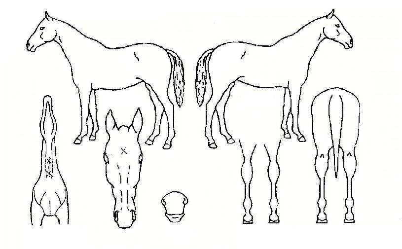 ·°Å°¿£Á©ÀÇ Ãø¸é,¿ì¸é,µÞ¸é,µÎ»ó,´Ù¸®ÀÇ Æ¯Â¡µµÇØ