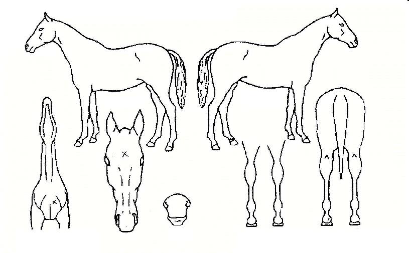 ±¤¼¼ÁöÀçÀÇ Ãø¸é,¿ì¸é,µÞ¸é,µÎ»ó,´Ù¸®ÀÇ Æ¯Â¡µµÇØ