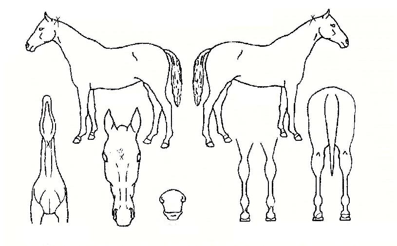 ¿£ÅÍ¿þÀÌÀÇ Ãø¸é,¿ì¸é,µÞ¸é,µÎ»ó,´Ù¸®ÀÇ Æ¯Â¡µµÇØ