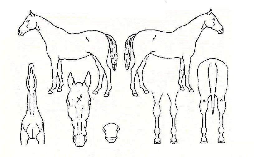 ¿¡ºê¸®¹Ì¼ÐÀÚ¸¶ÀÇ Ãø¸é,¿ì¸é,µÞ¸é,µÎ»ó,´Ù¸®ÀÇ Æ¯Â¡µµÇØ