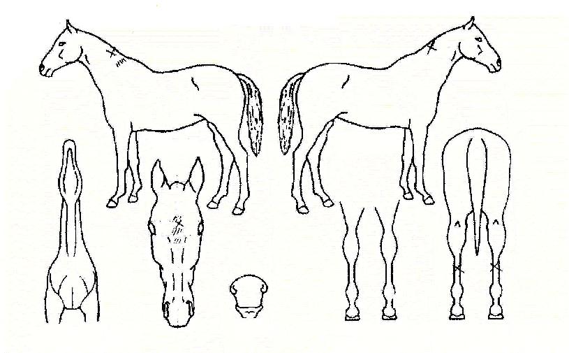 ·Î¾â·ÎµåÀÇ Ãø¸é,¿ì¸é,µÞ¸é,µÎ»ó,´Ù¸®ÀÇ Æ¯Â¡µµÇØ