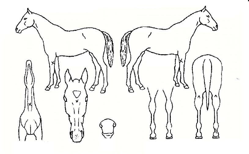 Àº¹èÀÇ Ãø¸é,¿ì¸é,µÞ¸é,µÎ»ó,´Ù¸®ÀÇ Æ¯Â¡µµÇØ