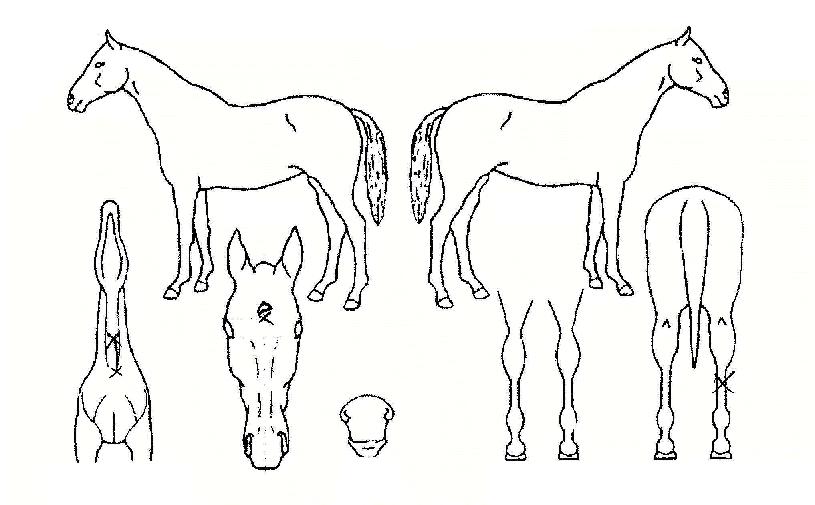 °úõ´ë·ÎÀÇ Ãø¸é,¿ì¸é,µÞ¸é,µÎ»ó,´Ù¸®ÀÇ Æ¯Â¡µµÇØ