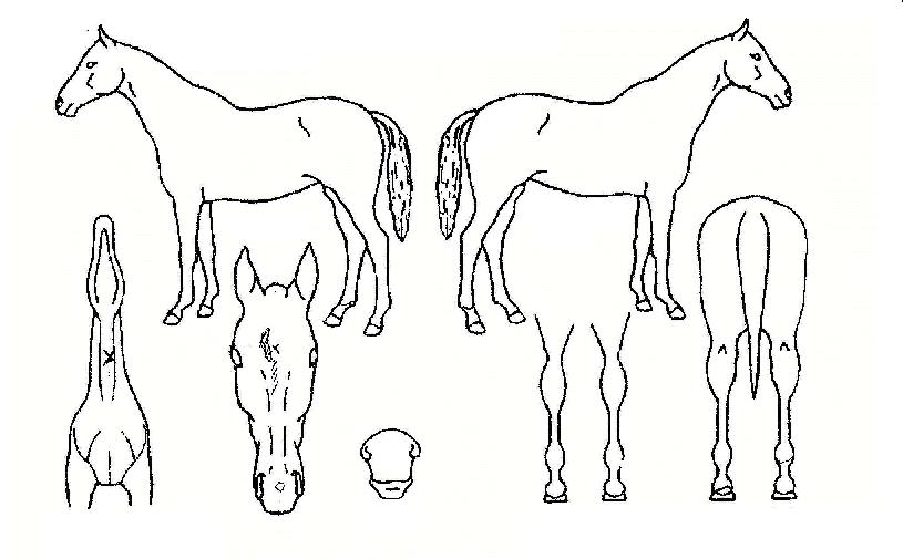 ÀDZâÅõÇÕÀÇ Ãø¸é,¿ì¸é,µÞ¸é,µÎ»ó,´Ù¸®ÀÇ Æ¯Â¡µµÇØ