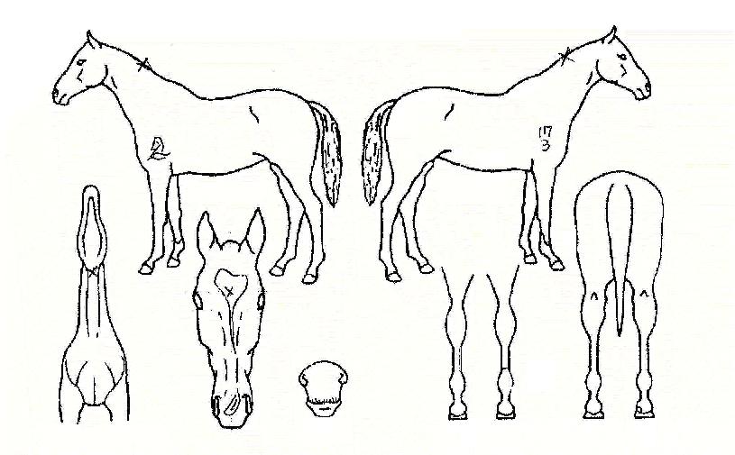 °¨ÃµºÎµÎÀÇ Ãø¸é,¿ì¸é,µÞ¸é,µÎ»ó,´Ù¸®ÀÇ Æ¯Â¡µµÇØ