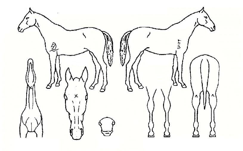 ±Û·Î¸®¾î½ºÀÇ Ãø¸é,¿ì¸é,µÞ¸é,µÎ»ó,´Ù¸®ÀÇ Æ¯Â¡µµÇØ