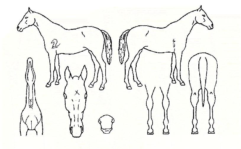 ½ºÀ§Æ®ÆÛÁñÀÇ Ãø¸é,¿ì¸é,µÞ¸é,µÎ»ó,´Ù¸®ÀÇ Æ¯Â¡µµÇØ