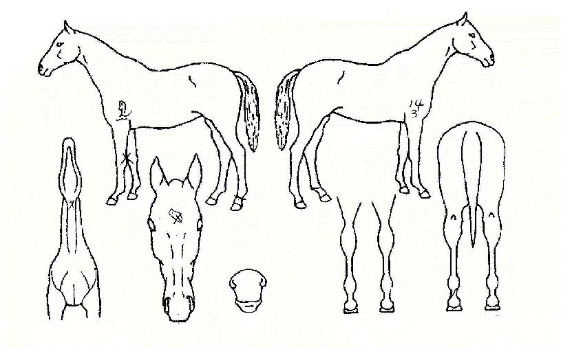 À̽½¹Ù¶÷ÀÇ Ãø¸é,¿ì¸é,µÞ¸é,µÎ»ó,´Ù¸®ÀÇ Æ¯Â¡µµÇØ