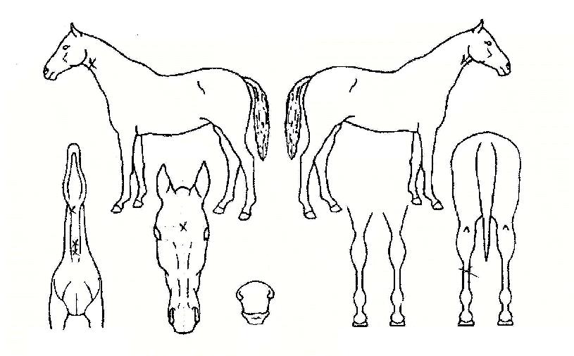 ¿¹¿µÀÇ Ãø¸é,¿ì¸é,µÞ¸é,µÎ»ó,´Ù¸®ÀÇ Æ¯Â¡µµÇØ