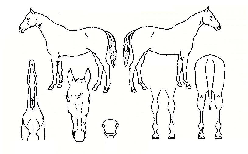 Á¤¿ø°øÁÖÀÇ Ãø¸é,¿ì¸é,µÞ¸é,µÎ»ó,´Ù¸®ÀÇ Æ¯Â¡µµÇØ