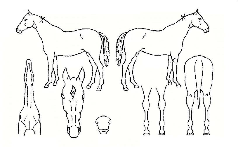 ·¹À̵ðºí·çÂ÷Á®ÀÚ¸¶ÀÇ Ãø¸é,¿ì¸é,µÞ¸é,µÎ»ó,´Ù¸®ÀÇ Æ¯Â¡µµÇØ