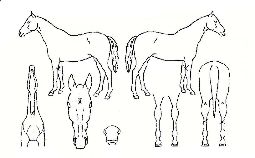 ¸®Á¨Æ®ÀÇ Ãø¸é,¿ì¸é,µÞ¸é,µÎ»ó,´Ù¸®ÀÇ Æ¯Â¡µµÇØ