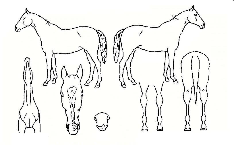 ±â»ÛȲÁ¦ÀÇ Ãø¸é,¿ì¸é,µÞ¸é,µÎ»ó,´Ù¸®ÀÇ Æ¯Â¡µµÇØ