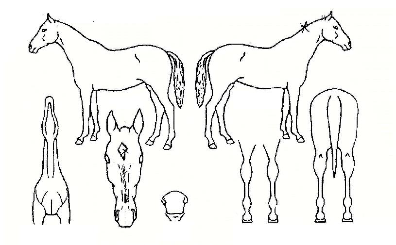 ½ÃÁ¾ÀϰüÀÇ Ãø¸é,¿ì¸é,µÞ¸é,µÎ»ó,´Ù¸®ÀÇ Æ¯Â¡µµÇØ