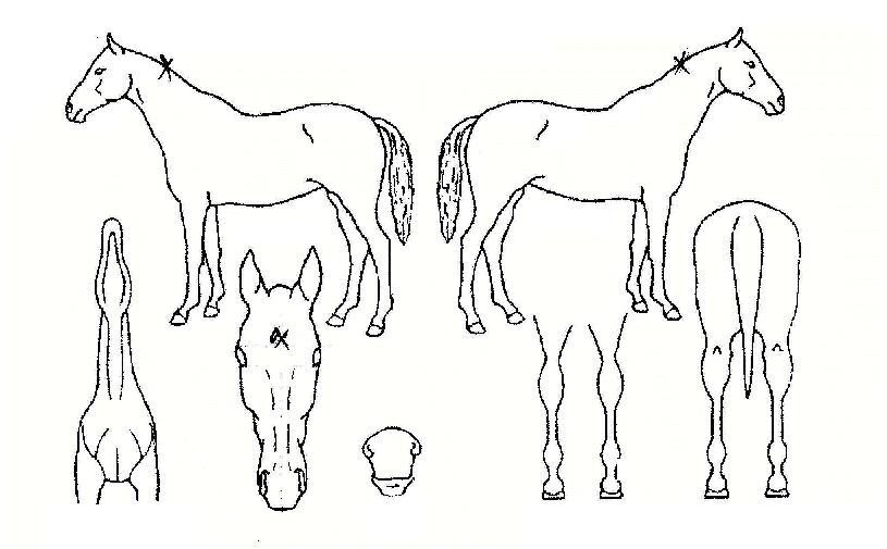 º£½ºÆ®Æ÷ƼÀÇ Ãø¸é,¿ì¸é,µÞ¸é,µÎ»ó,´Ù¸®ÀÇ Æ¯Â¡µµÇØ