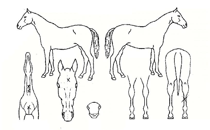 ¿Àº¹´ë»çÀÇ Ãø¸é,¿ì¸é,µÞ¸é,µÎ»ó,´Ù¸®ÀÇ Æ¯Â¡µµÇØ