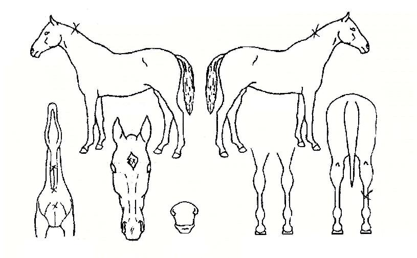 ij½ÃÄ«¿ìÀÇ Ãø¸é,¿ì¸é,µÞ¸é,µÎ»ó,´Ù¸®ÀÇ Æ¯Â¡µµÇØ