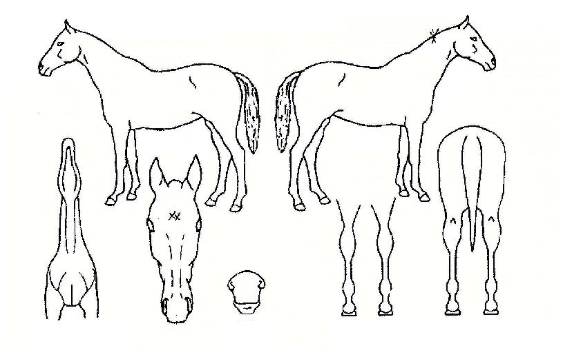 ´ëÁöÀÇÆòÈÀÇ Ãø¸é,¿ì¸é,µÞ¸é,µÎ»ó,´Ù¸®ÀÇ Æ¯Â¡µµÇØ