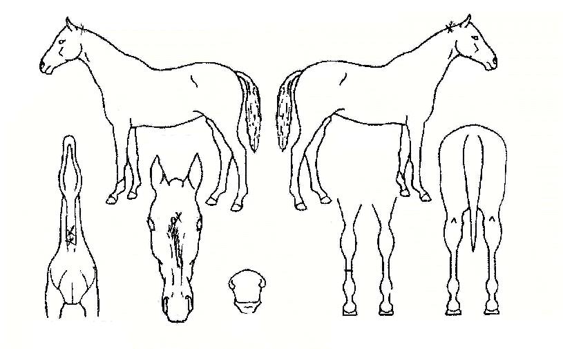 ÀϽɴܽÉÀÇ Ãø¸é,¿ì¸é,µÞ¸é,µÎ»ó,´Ù¸®ÀÇ Æ¯Â¡µµÇØ