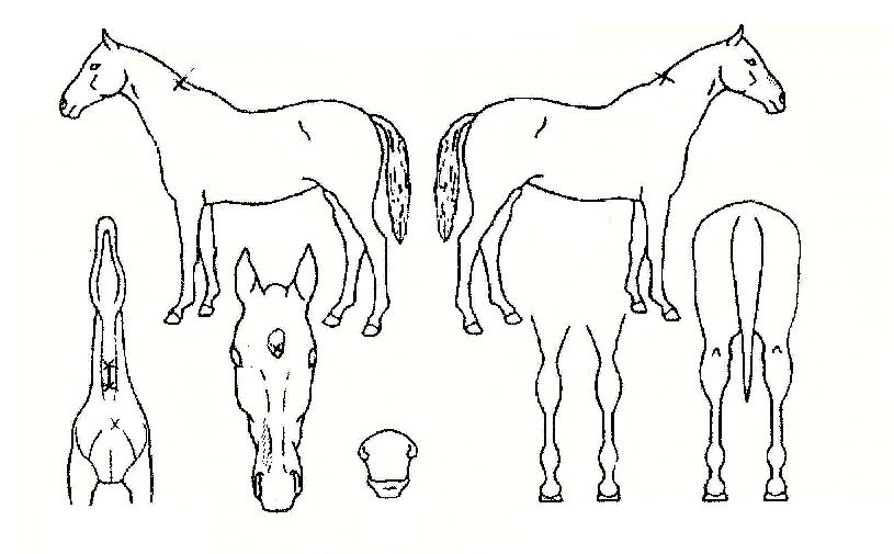 ºû³ª´ÂžçÀÇ Ãø¸é,¿ì¸é,µÞ¸é,µÎ»ó,´Ù¸®ÀÇ Æ¯Â¡µµÇØ