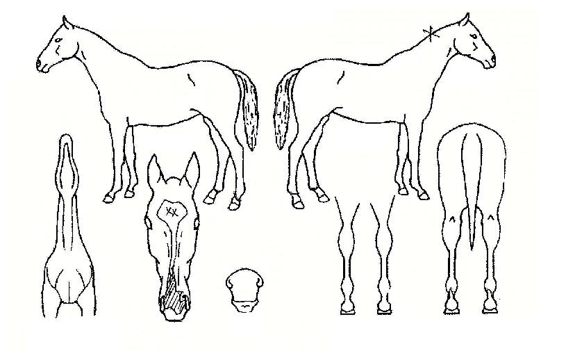 Äý¿À½ºÄ®ÀÇ Ãø¸é,¿ì¸é,µÞ¸é,µÎ»ó,´Ù¸®ÀÇ Æ¯Â¡µµÇØ