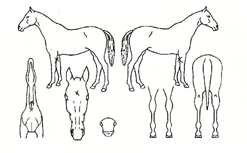 »èdzÀÇ Ãø¸é,¿ì¸é,µÞ¸é,µÎ»ó,´Ù¸®ÀÇ Æ¯Â¡µµÇØ