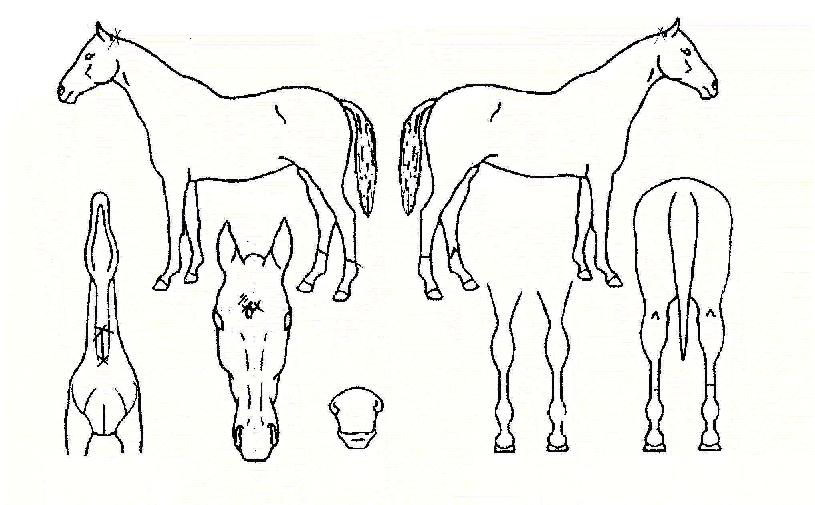 °ü¾ÇÃÖ°íÀÇ Ãø¸é,¿ì¸é,µÞ¸é,µÎ»ó,´Ù¸®ÀÇ Æ¯Â¡µµÇØ