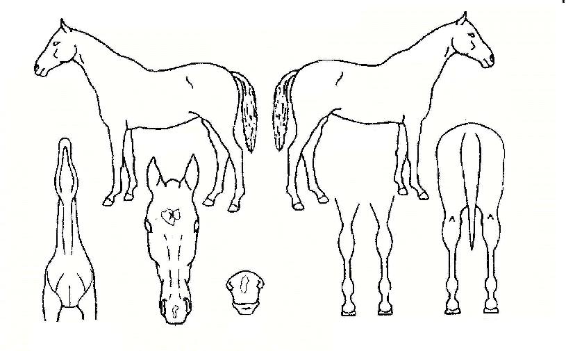 ¼Æ÷ÅÍÀÇ Ãø¸é,¿ì¸é,µÞ¸é,µÎ»ó,´Ù¸®ÀÇ Æ¯Â¡µµÇØ