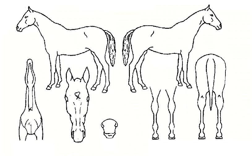 »©»Ç³×ÀÇ Ãø¸é,¿ì¸é,µÞ¸é,µÎ»ó,´Ù¸®ÀÇ Æ¯Â¡µµÇØ