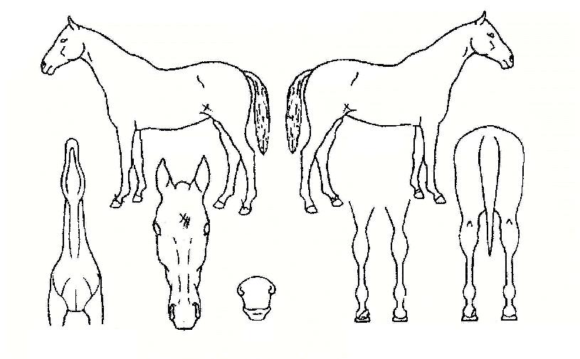 ¿ùôÀÇ Ãø¸é,¿ì¸é,µÞ¸é,µÎ»ó,´Ù¸®ÀÇ Æ¯Â¡µµÇØ