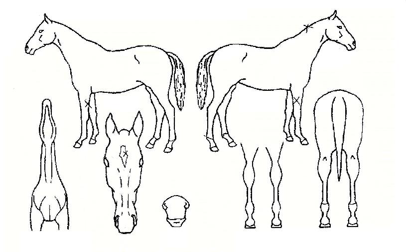 Áø¸é¸ñÀÇ Ãø¸é,¿ì¸é,µÞ¸é,µÎ»ó,´Ù¸®ÀÇ Æ¯Â¡µµÇØ