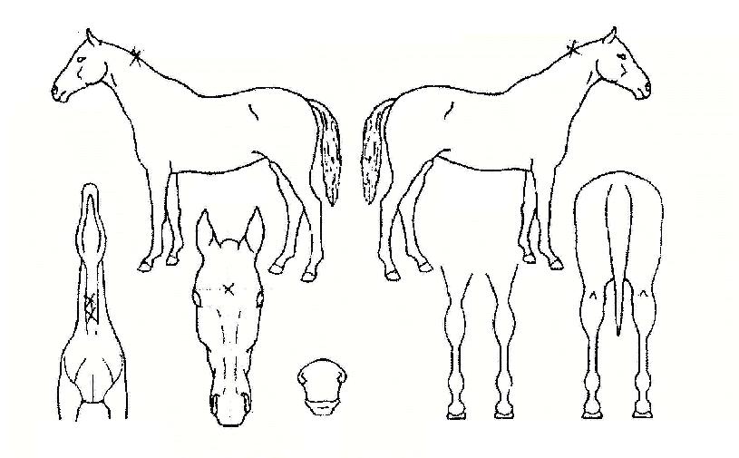 ÆÛ½ÃÇÈÅ·ÀÇ Ãø¸é,¿ì¸é,µÞ¸é,µÎ»ó,´Ù¸®ÀÇ Æ¯Â¡µµÇØ