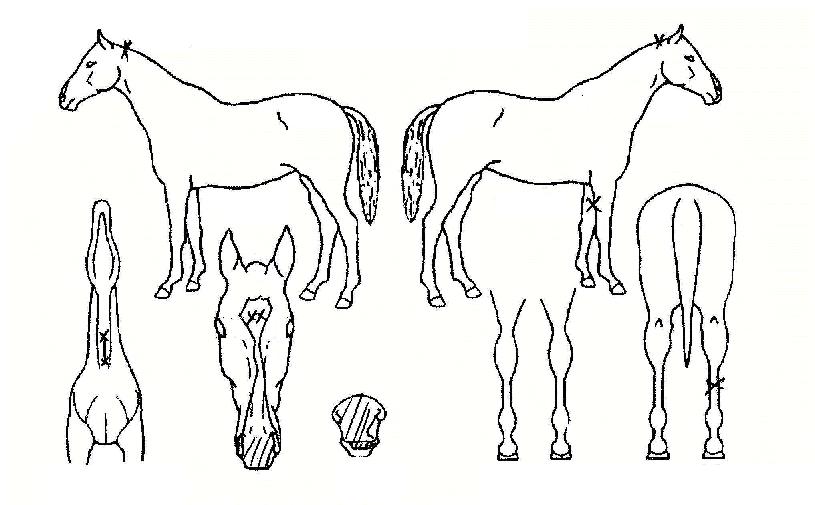 ÃÊ¿ø¿ì½ÂÀÇ Ãø¸é,¿ì¸é,µÞ¸é,µÎ»ó,´Ù¸®ÀÇ Æ¯Â¡µµÇØ