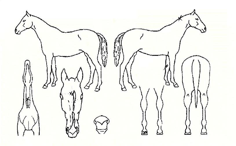 ·¹µåÆø½ºÀÇ Ãø¸é,¿ì¸é,µÞ¸é,µÎ»ó,´Ù¸®ÀÇ Æ¯Â¡µµÇØ