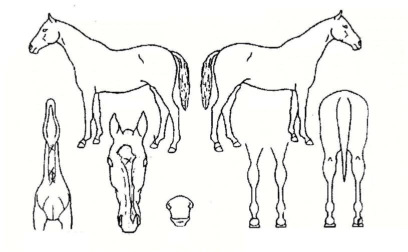 Ȳ±ÝÁö´ëÀÇ Ãø¸é,¿ì¸é,µÞ¸é,µÎ»ó,´Ù¸®ÀÇ Æ¯Â¡µµÇØ