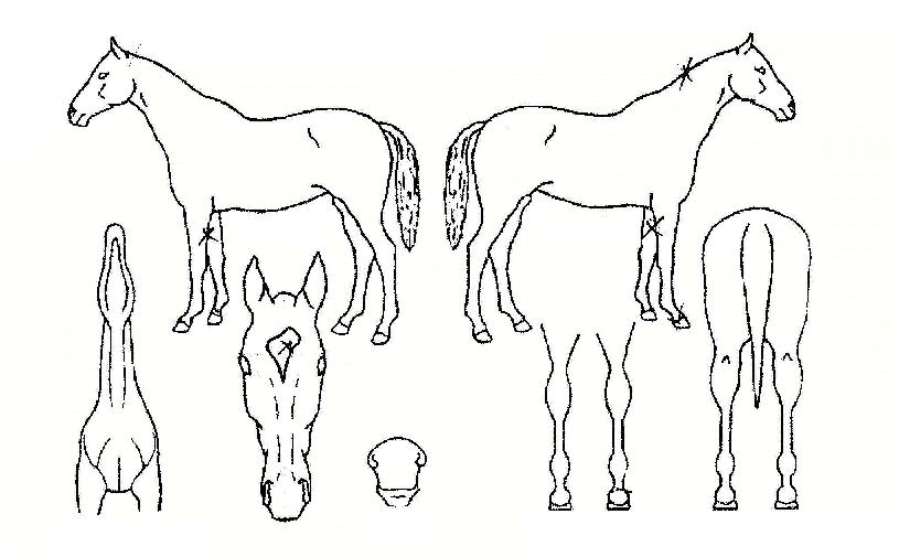 Á¤»ó±ËµµÀÇ Ãø¸é,¿ì¸é,µÞ¸é,µÎ»ó,´Ù¸®ÀÇ Æ¯Â¡µµÇØ