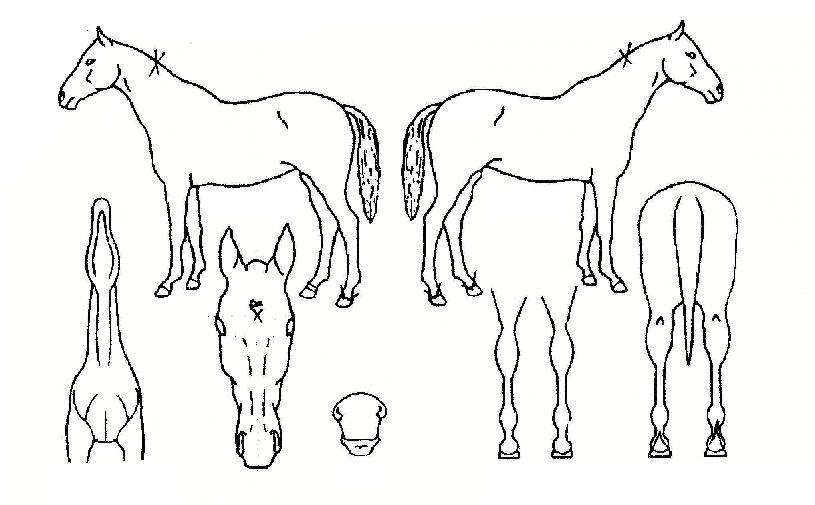 ¼Ö¶óºê·£µåÀÇ Ãø¸é,¿ì¸é,µÞ¸é,µÎ»ó,´Ù¸®ÀÇ Æ¯Â¡µµÇØ