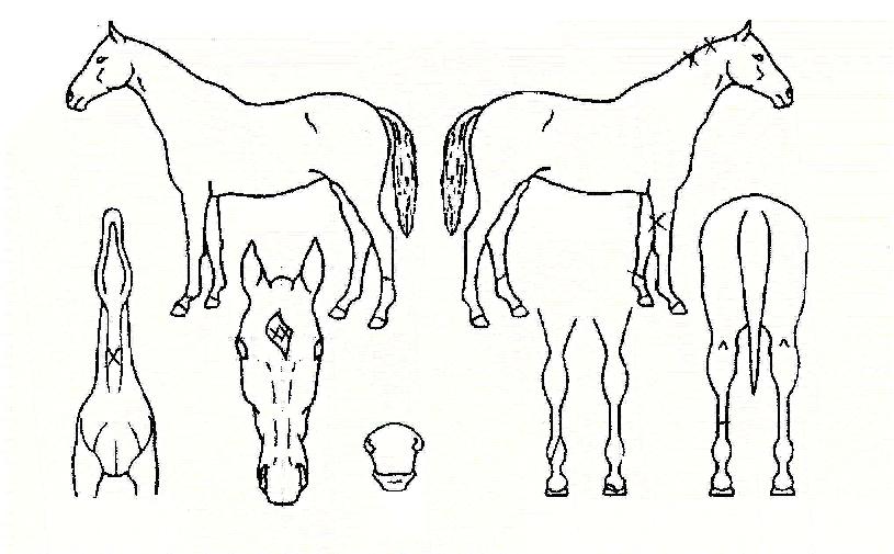 Á¦±¹ÀDzÞÀÇ Ãø¸é,¿ì¸é,µÞ¸é,µÎ»ó,´Ù¸®ÀÇ Æ¯Â¡µµÇØ