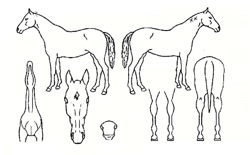 Ǫ¸¥ÁöÆò¼±ÀÇ Ãø¸é,¿ì¸é,µÞ¸é,µÎ»ó,´Ù¸®ÀÇ Æ¯Â¡µµÇØ