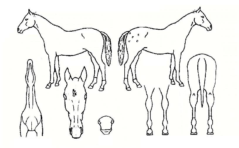 õ³âÃÊÀÇ Ãø¸é,¿ì¸é,µÞ¸é,µÎ»ó,´Ù¸®ÀÇ Æ¯Â¡µµÇØ