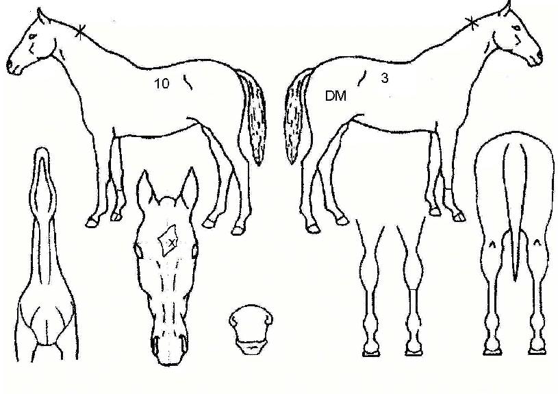 ¹Â´ÏÀÚÀÇ Ãø¸é,¿ì¸é,µÞ¸é,µÎ»ó,´Ù¸®ÀÇ Æ¯Â¡µµÇØ